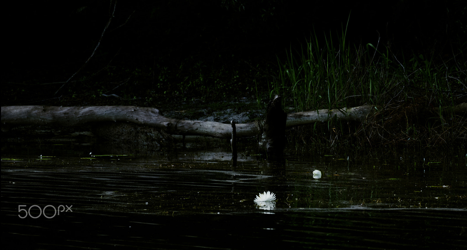 Canon EF-S 55-250mm F4-5.6 IS STM sample photo. In the marsh photography