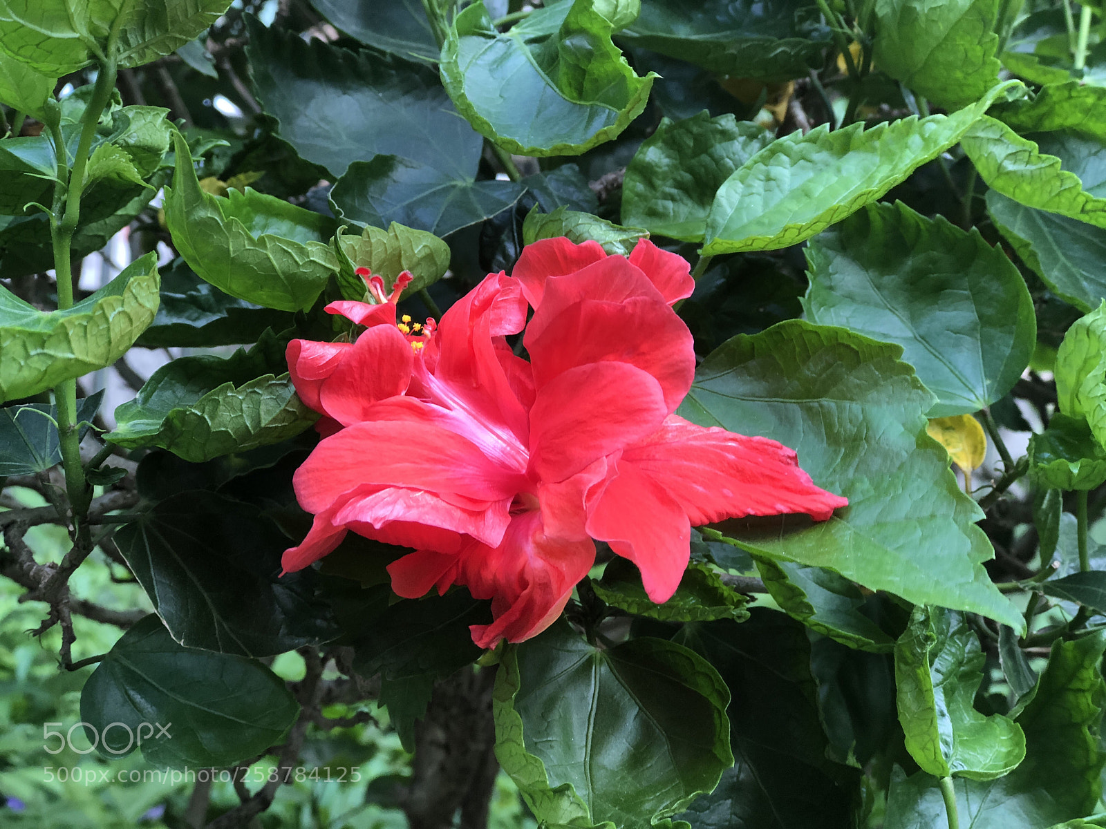 Apple iPhone 8 Plus sample photo. Untitled photography