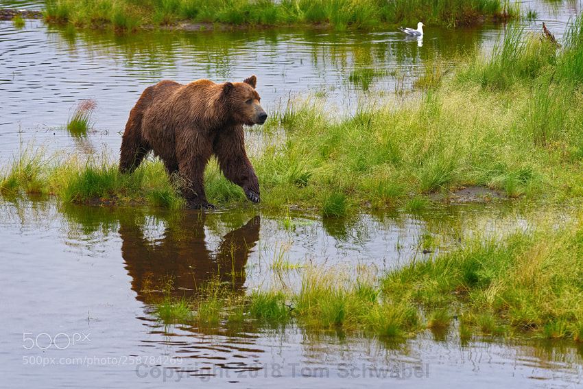 Nikon D800 sample photo. On the prowl photography