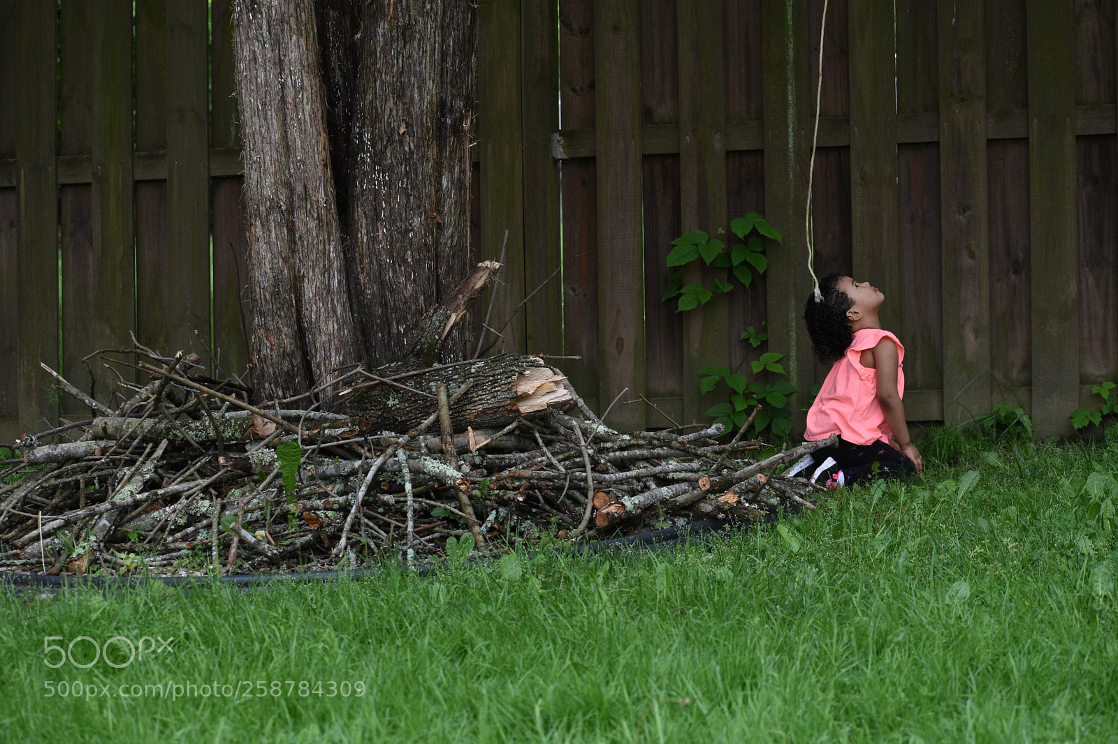 Nikon D3400 sample photo. Rose in the yard photography