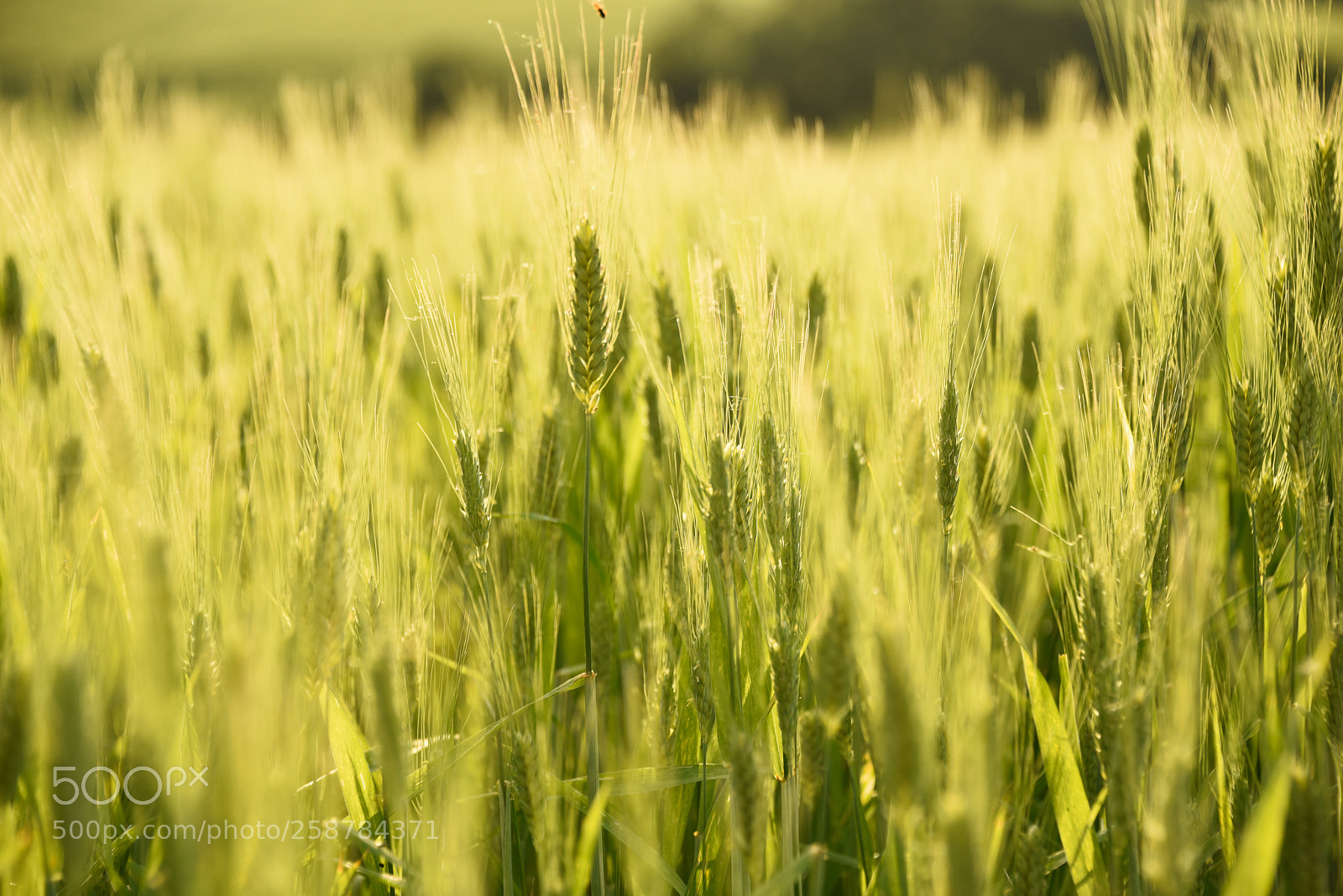 Nikon D750 sample photo. Wheat ear photography