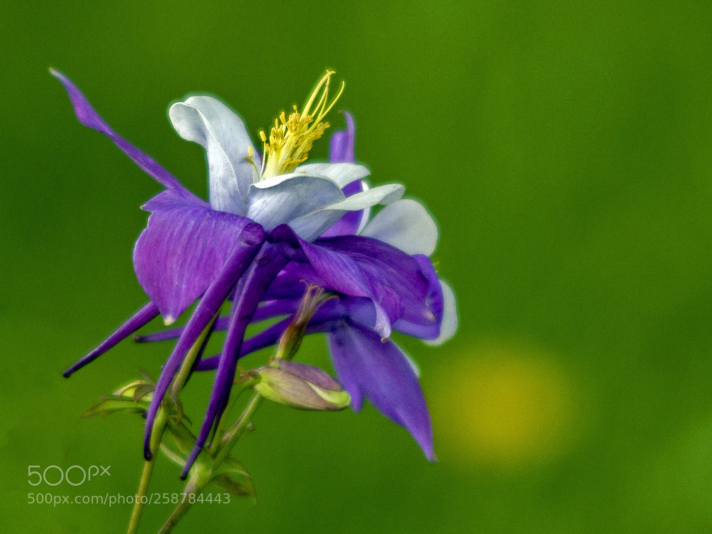 Canon EOS 7D sample photo. Columbine photography