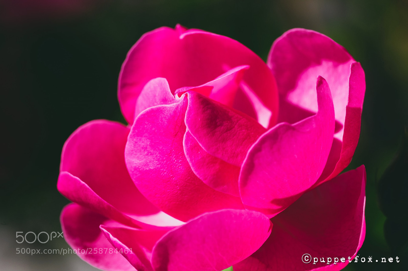 Pentax K-r sample photo. Close up photography