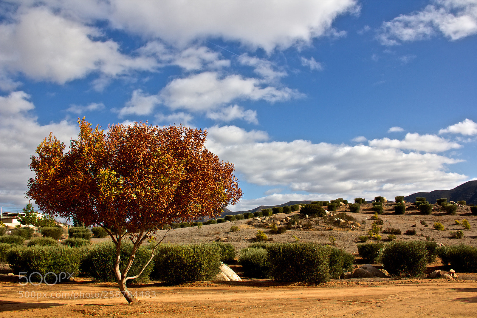 Canon EOS 60D sample photo. Cafo photography