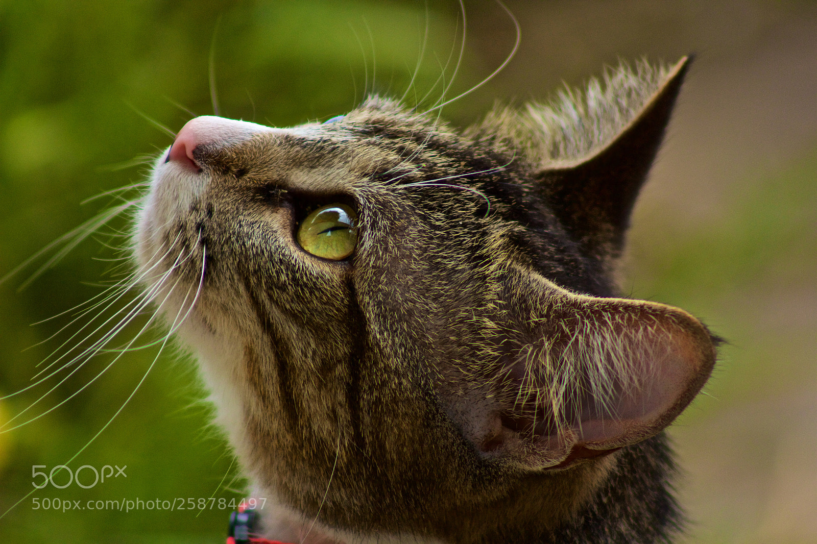 Canon EOS 60D sample photo. Bco photography
