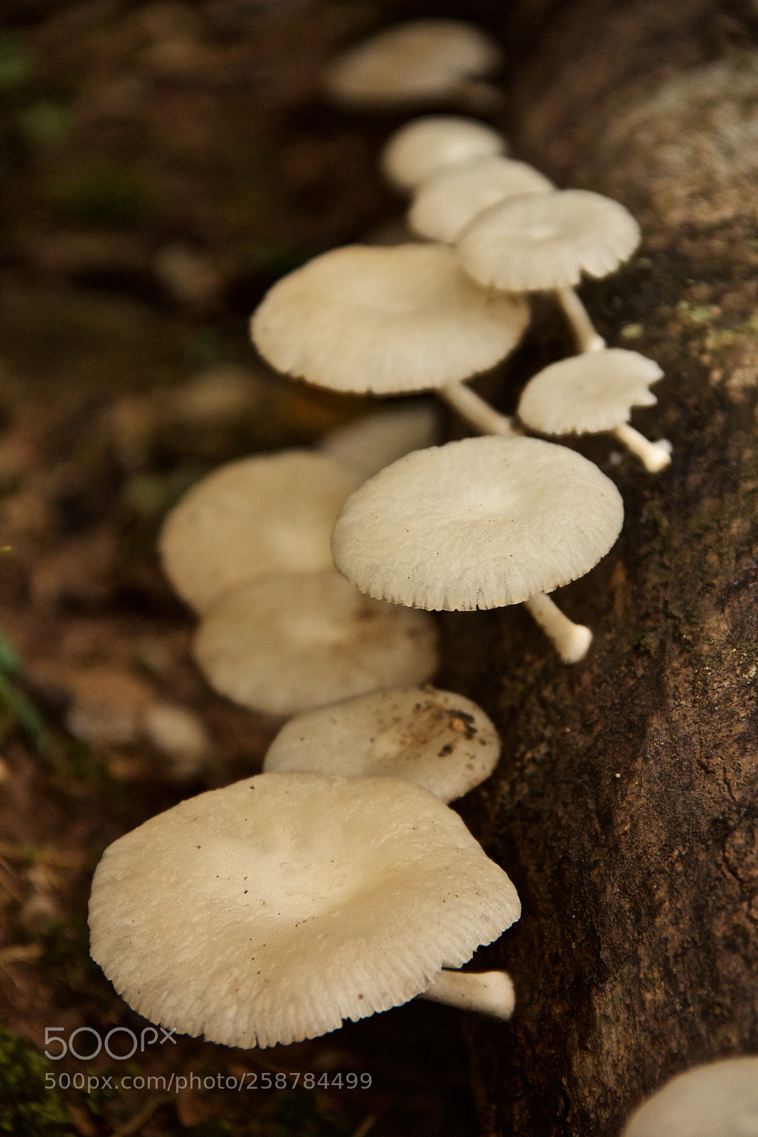 Canon EOS 60D sample photo. Febfo photography