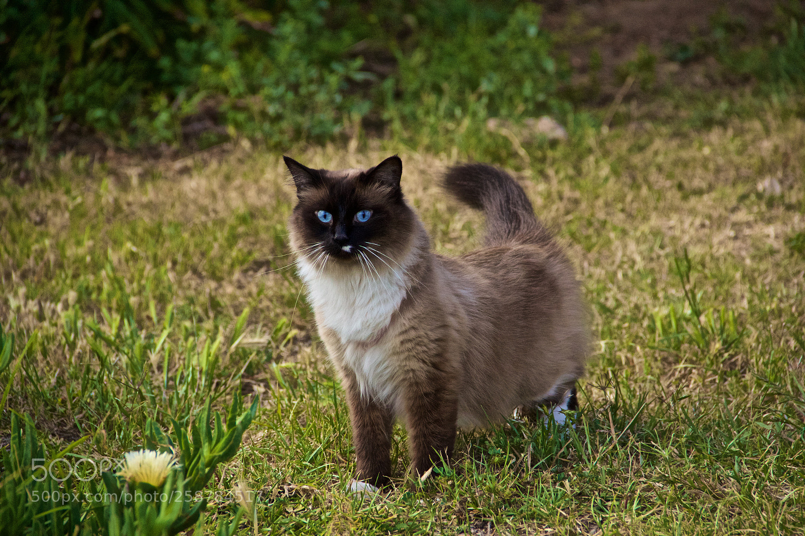 Canon EOS 60D sample photo. Do photography