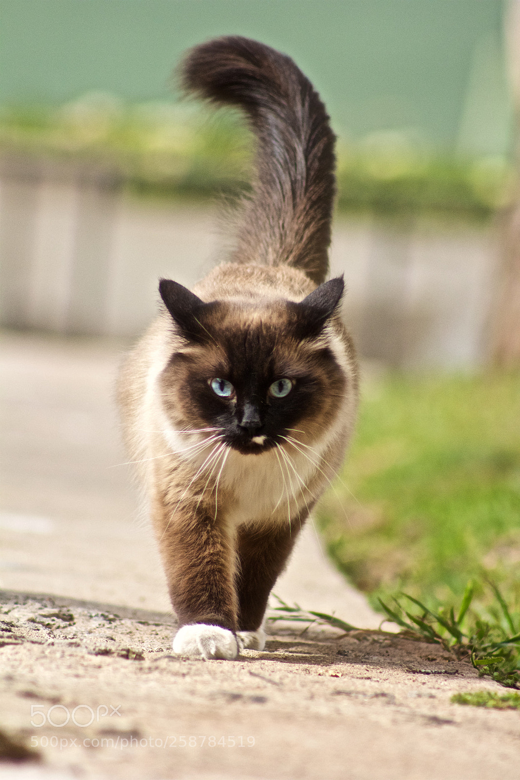 Canon EOS 60D sample photo. Bfff o photography
