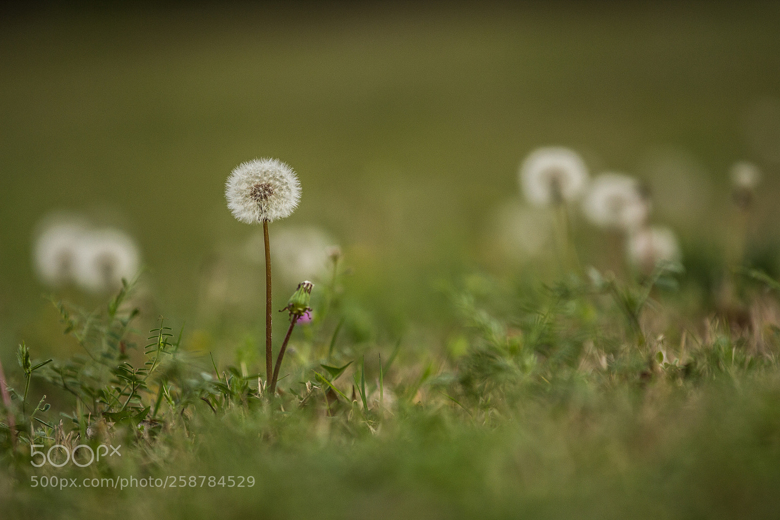 Canon EOS 60D sample photo. Bcafdfo photography