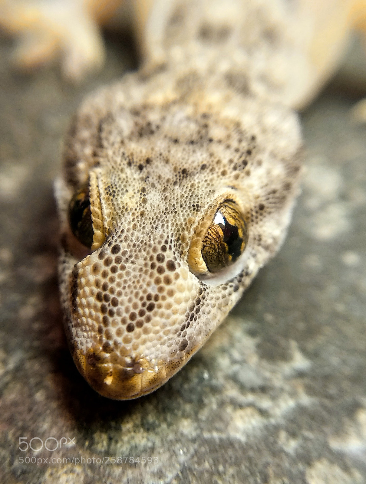 Xiaomi Mi A1 sample photo. Tell me my name photography