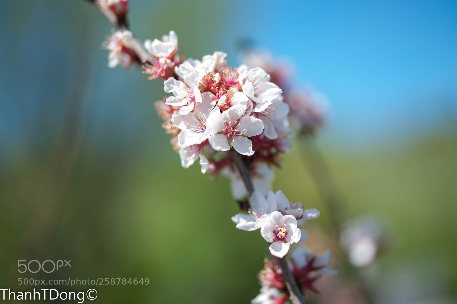 Nikon D700 sample photo. Delicate bloom photography