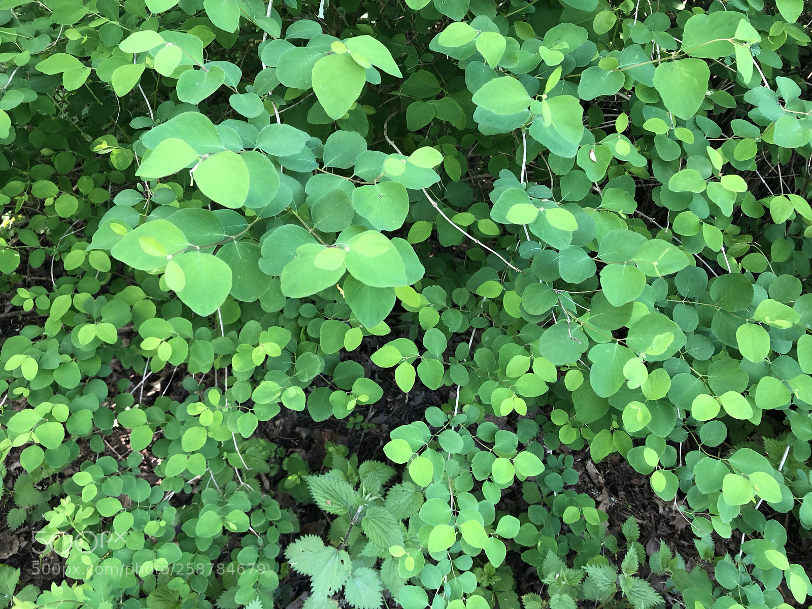 Apple iPhone 8 Plus sample photo. Fifty shades of green photography