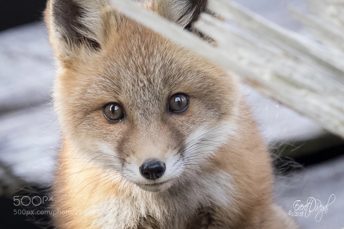 Canon EOS-1D X Mark II sample photo. The face of innocence photography