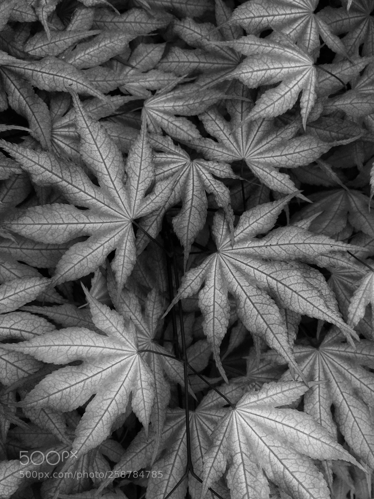 Apple iPhone 6s sample photo. Japanese maple leaves photography