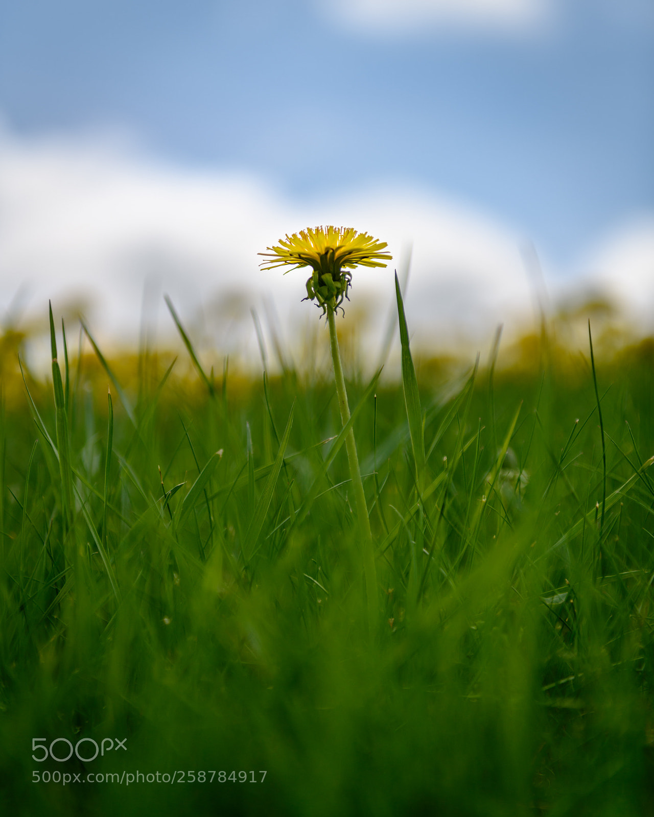 Nikon D850 sample photo. Lonely lion photography