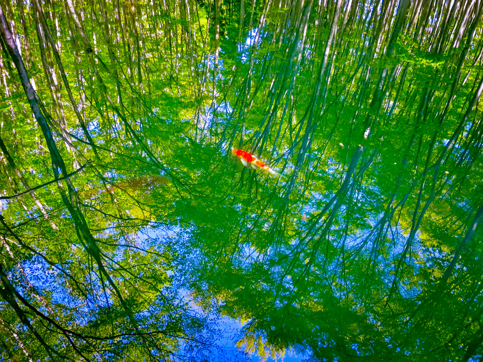 Canon PowerShot S120 sample photo. Reflections of fresh green leaves and a red carp photography