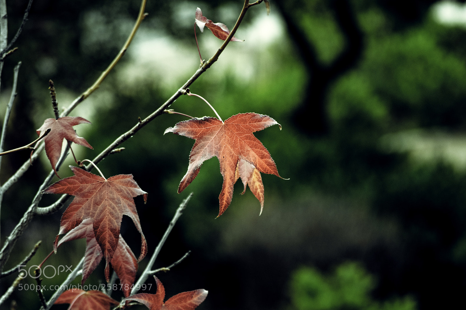 Nikon D5300 sample photo. Otoño photography