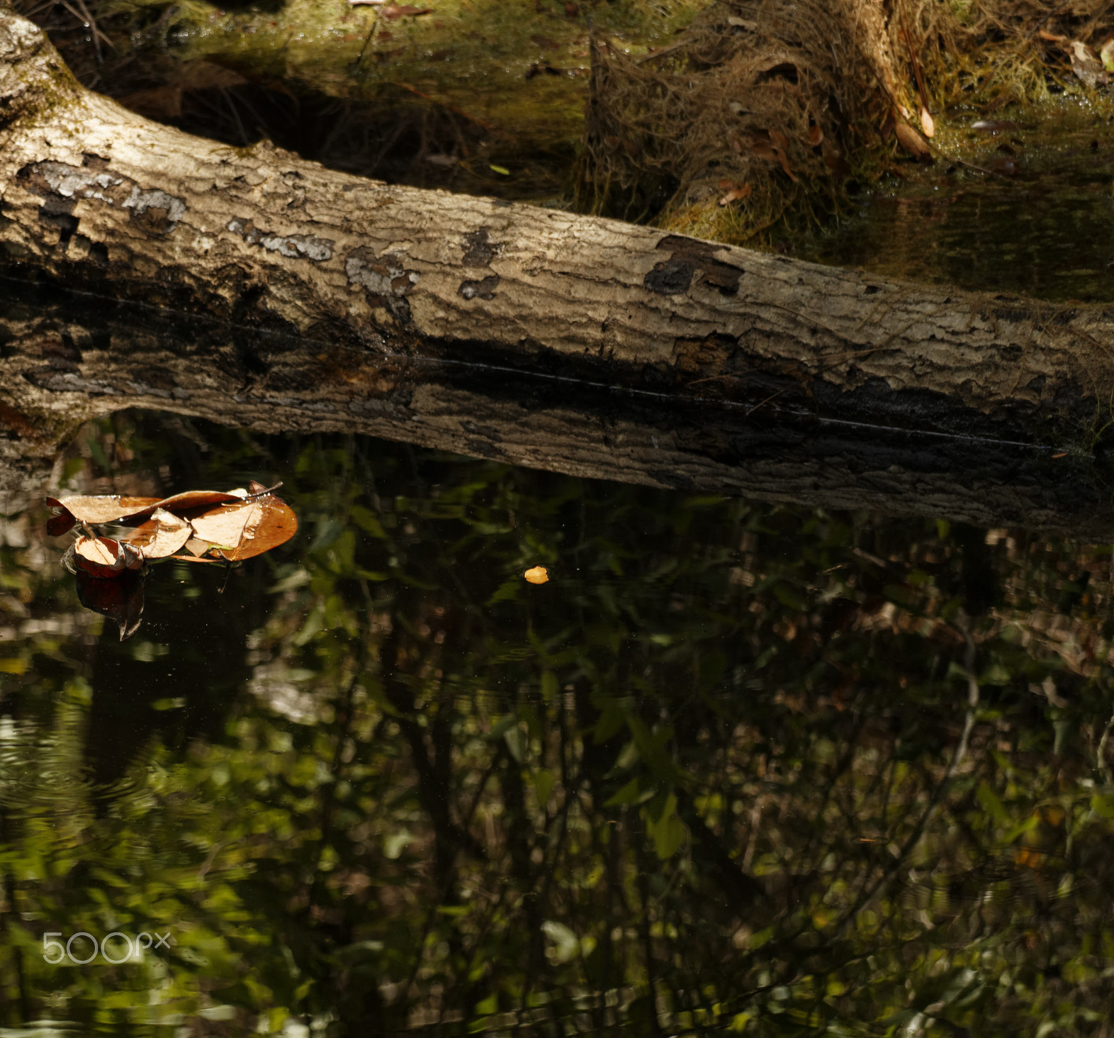 Canon EF-S 55-250mm F4-5.6 IS STM sample photo. The old forest lake photography