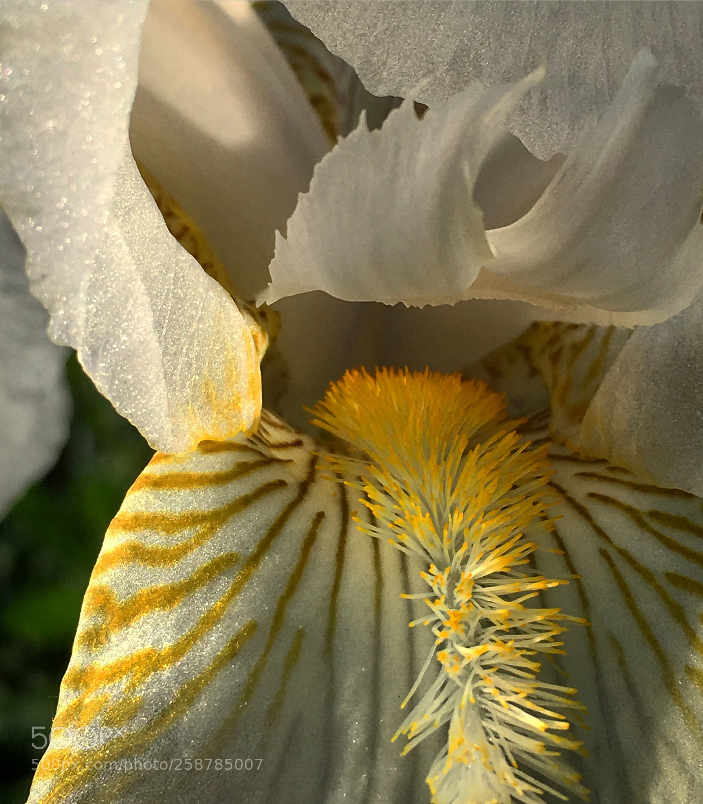 Apple iPhone 6s sample photo. Iris photography