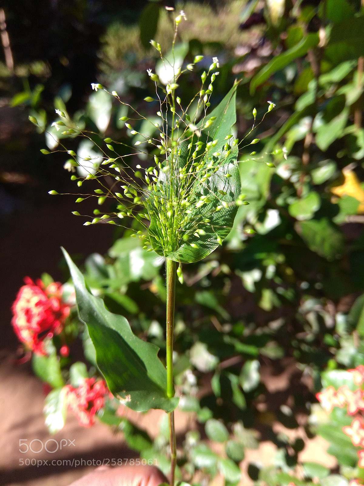 Xiaomi Redmi Note 4 sample photo. Untitled photography