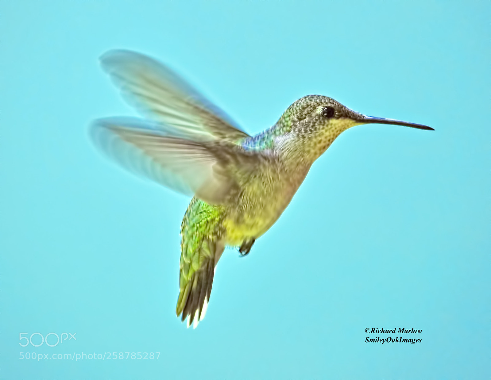 Nikon D5000 sample photo. Hummingbird photography