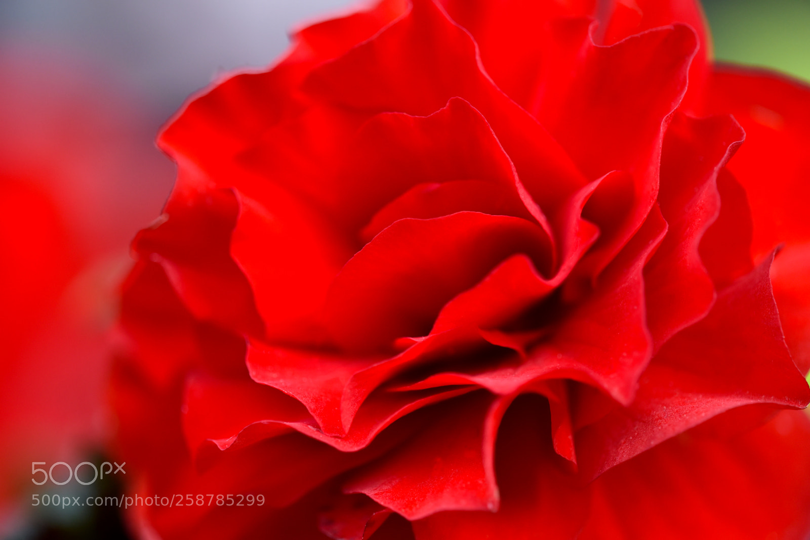 Nikon D750 sample photo. Flower 01 photography