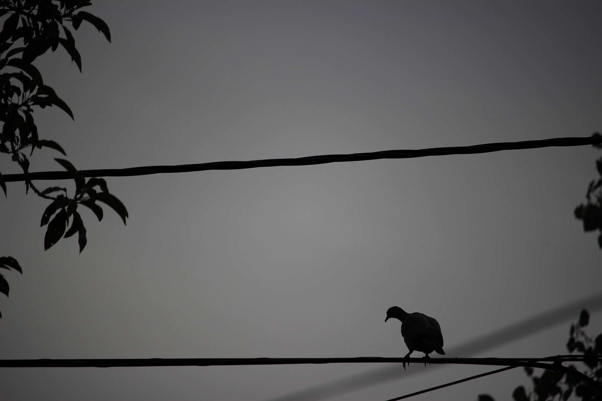 Canon EF-S 55-250mm F4-5.6 IS STM sample photo. Not edition photography