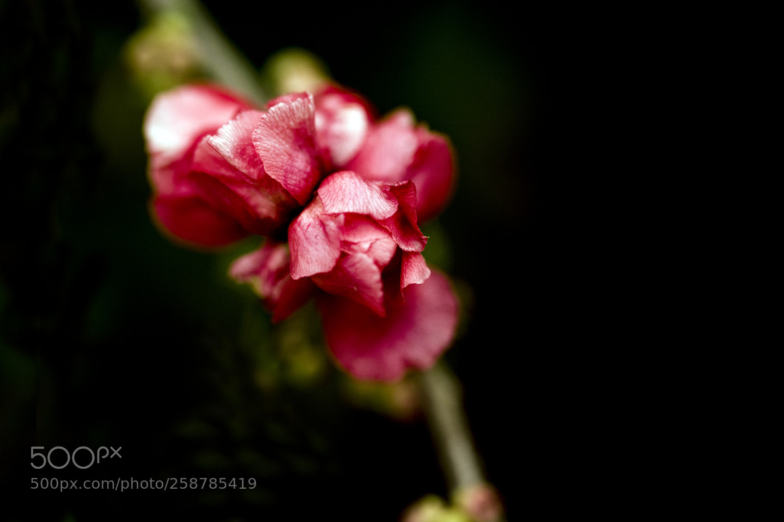 Sony a7R II sample photo. Red-eye bloom photography