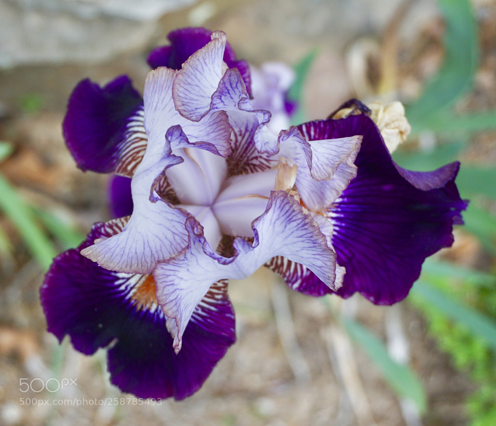 Sony a6000 sample photo. Spring photography