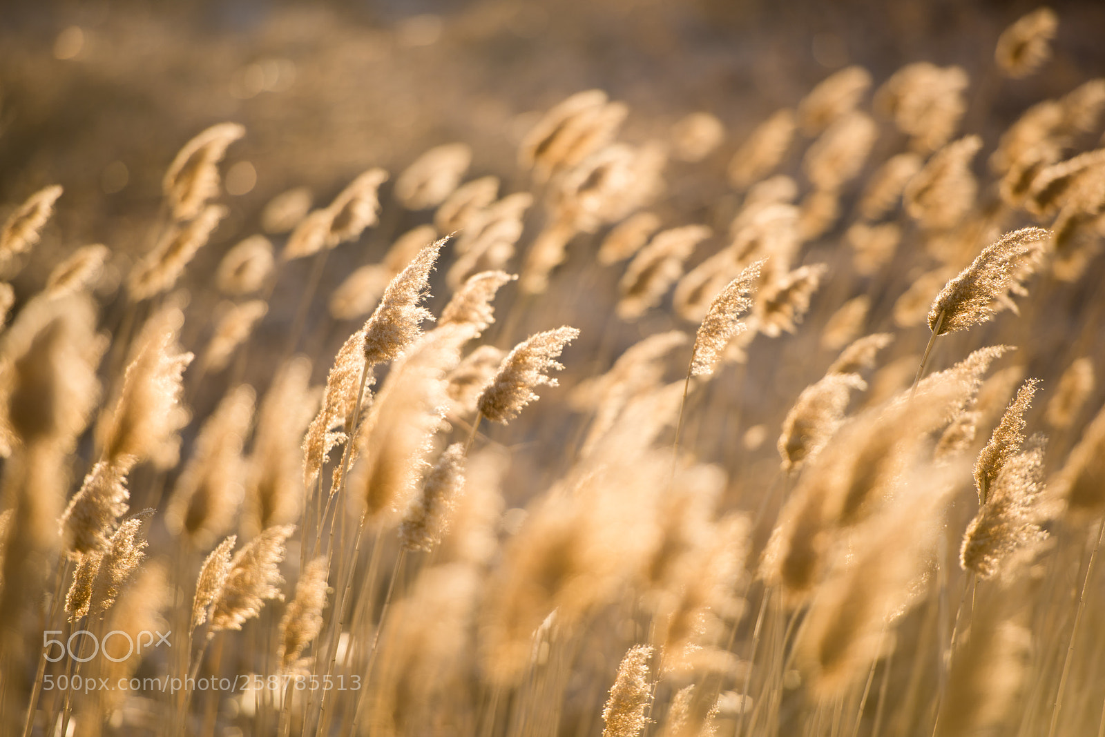 Nikon D810 sample photo. Sunlight photography