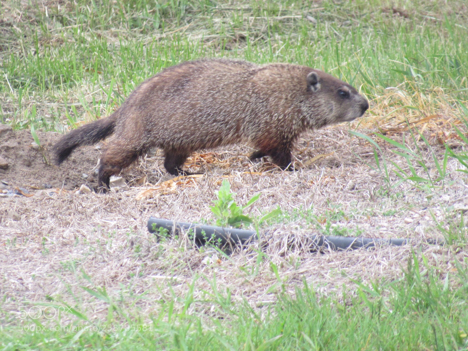 Canon PowerShot SX530 HS sample photo. Woodchuck photography
