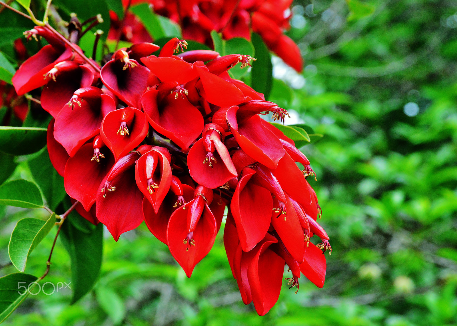 Nikon D800 sample photo. The red photography