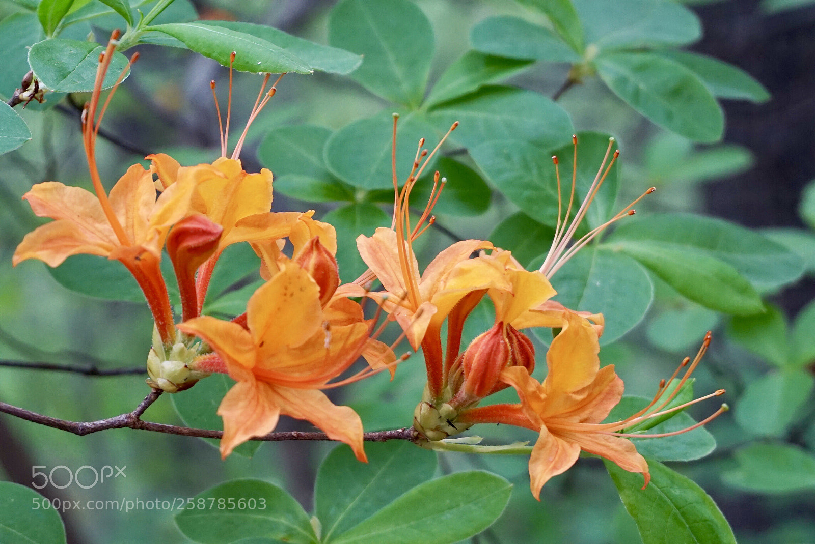 Sony a6000 sample photo. Native azalea photography