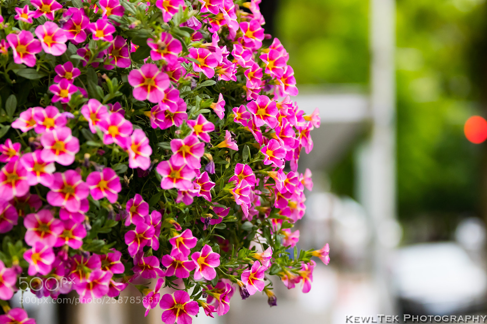 Canon EOS 80D sample photo. Hanging flowers  photography