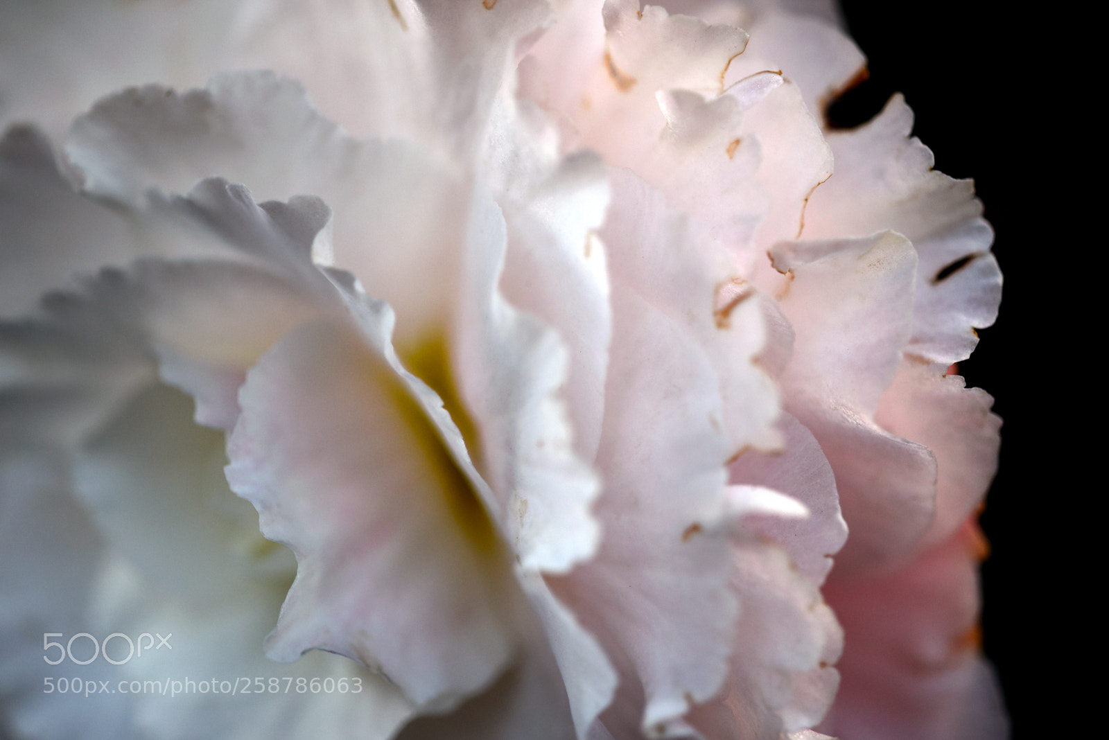 Nikon D750 sample photo. Flower 02 photography