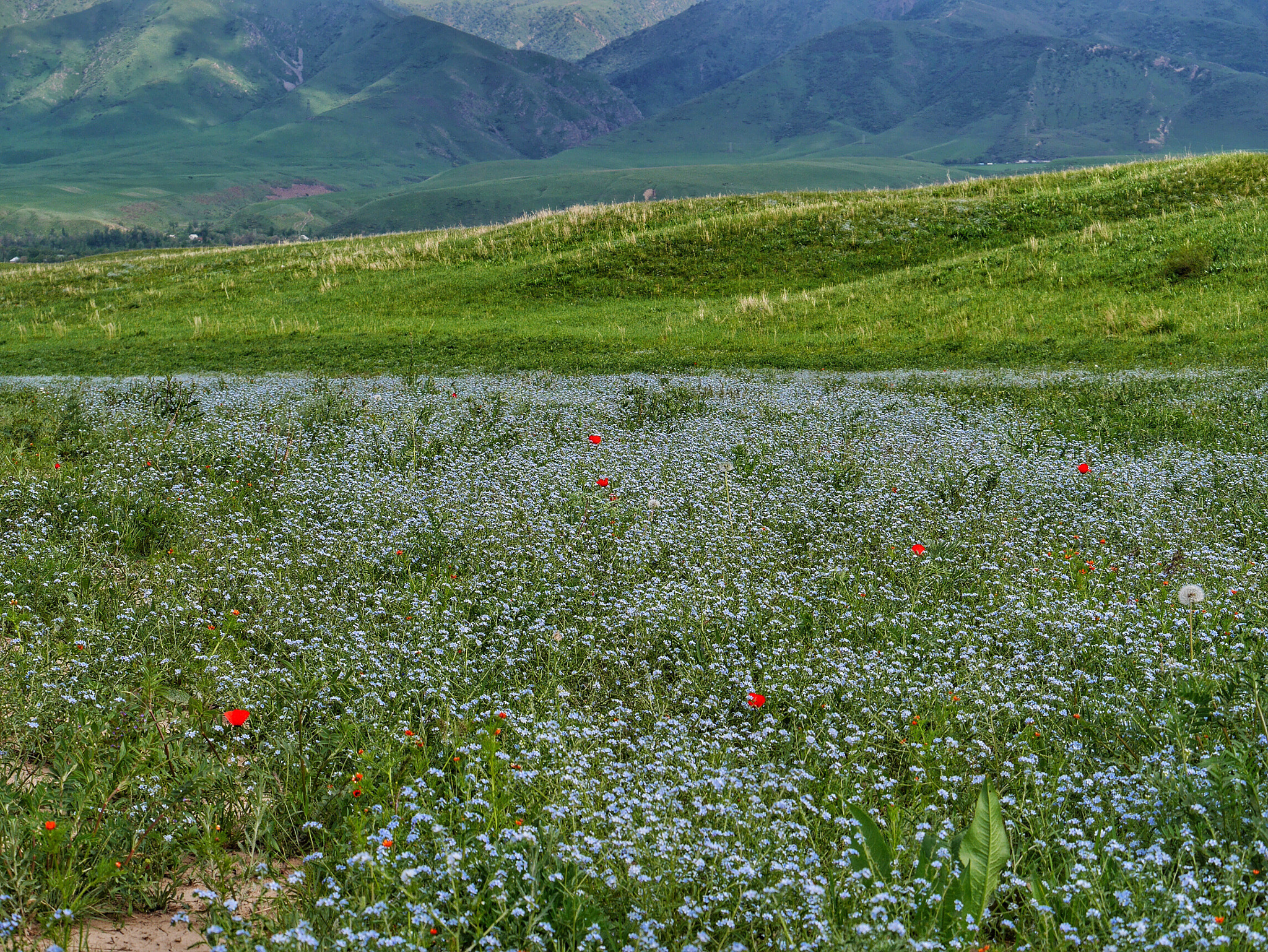 Panasonic Lumix DMC-GM1 sample photo. Kyrgyzstan, mountain  photography