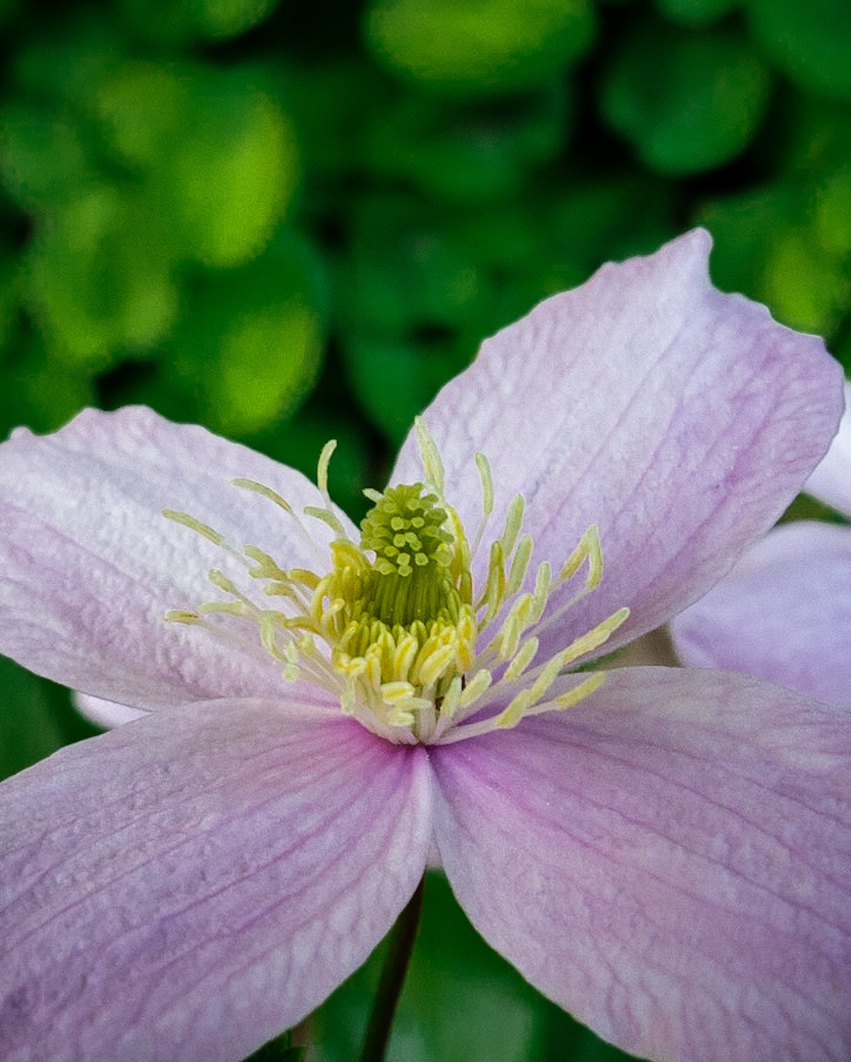 Canon PowerShot G1 X Mark II sample photo. So cool  photography