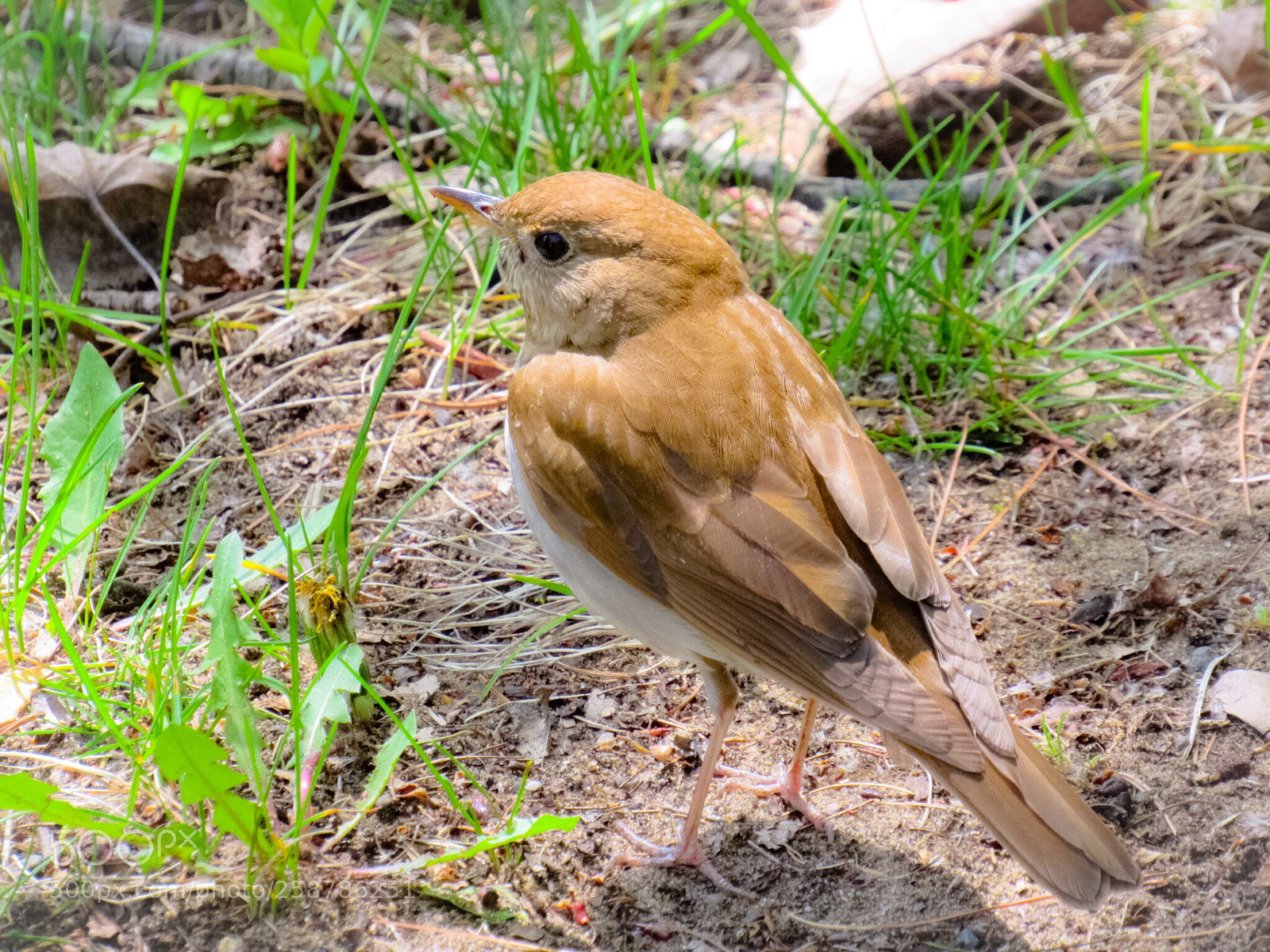 Canon PowerShot SX530 HS sample photo. Hermit thrush photography
