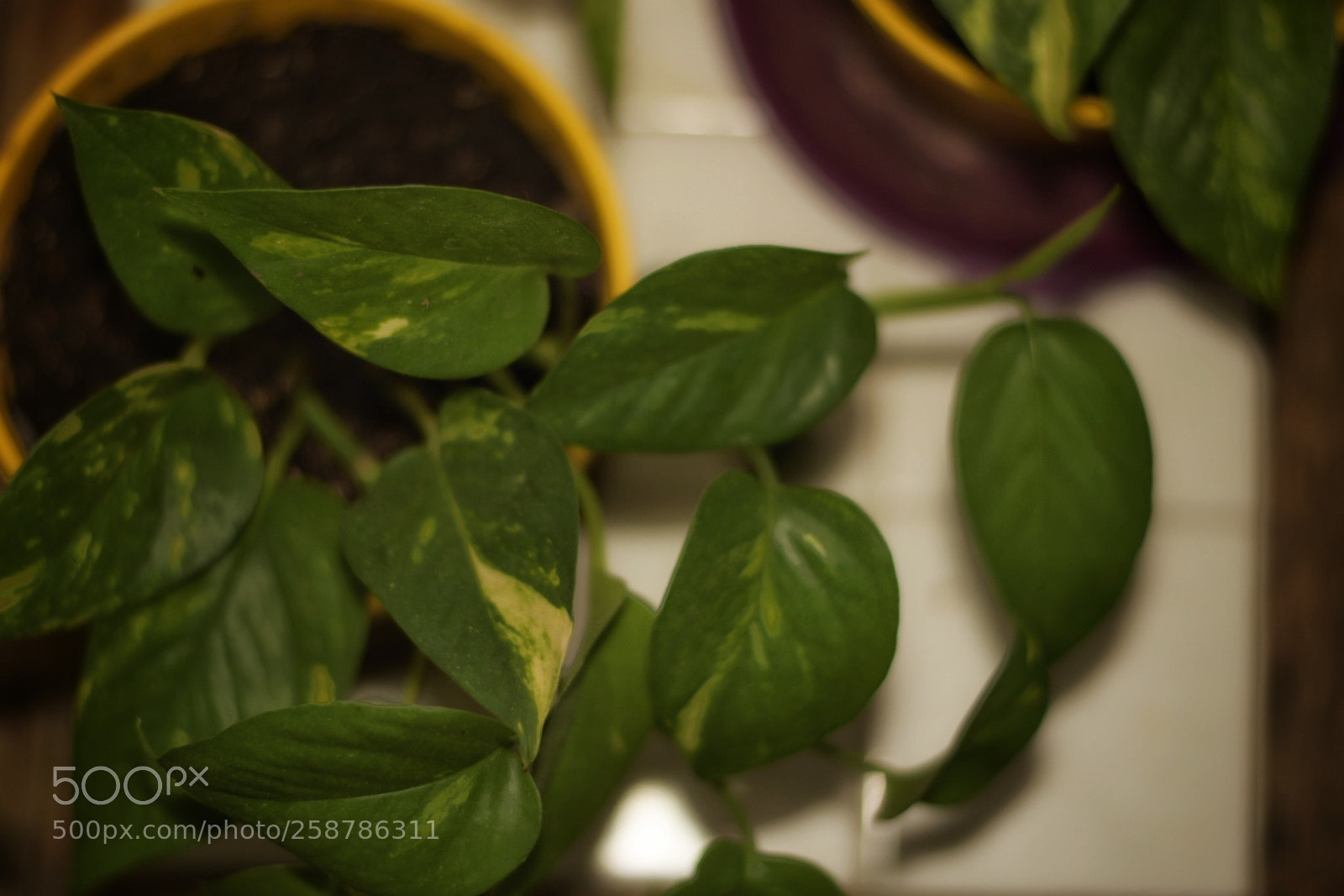 Nikon D5300 sample photo. Epipremnum aureum. photography