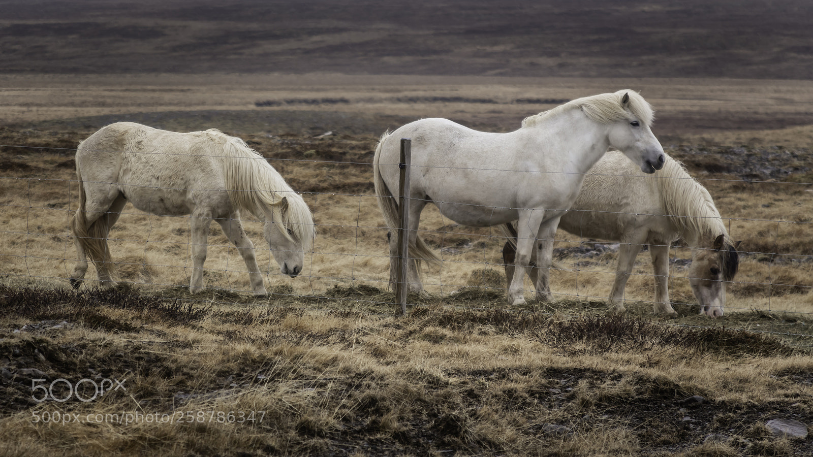 Canon EOS 6D sample photo. Three horses photography