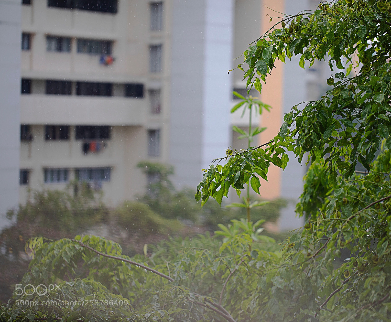 Canon EOS 5D Mark IV sample photo. On a rainy sunday  photography