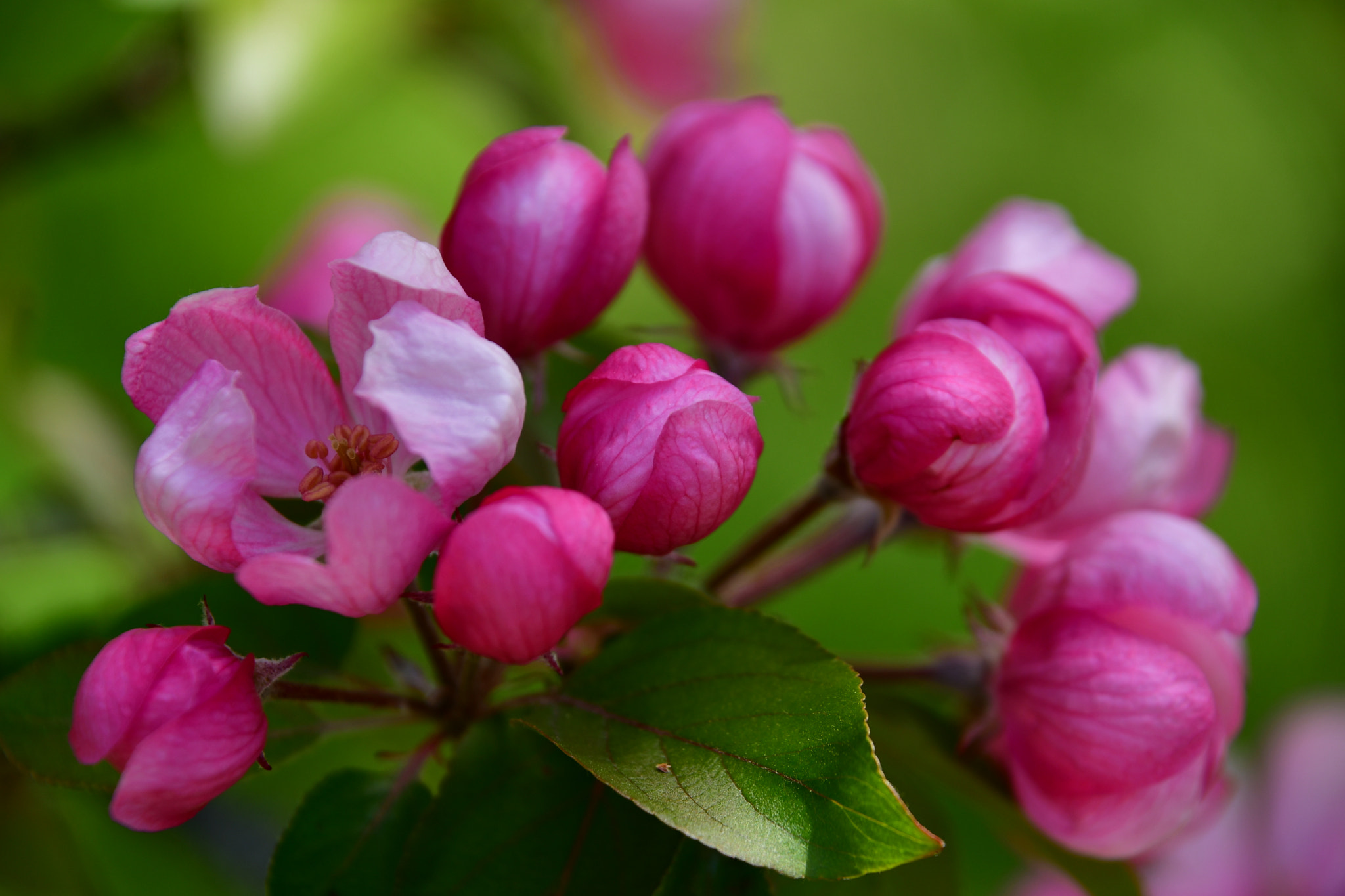 Nikon D7500 sample photo. Start blooming photography