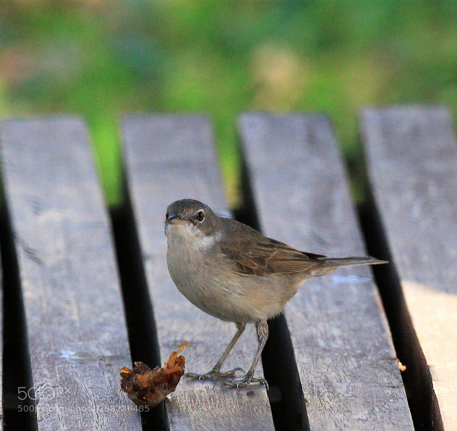 Canon EOS 7D Mark II sample photo. Willow warbler photography