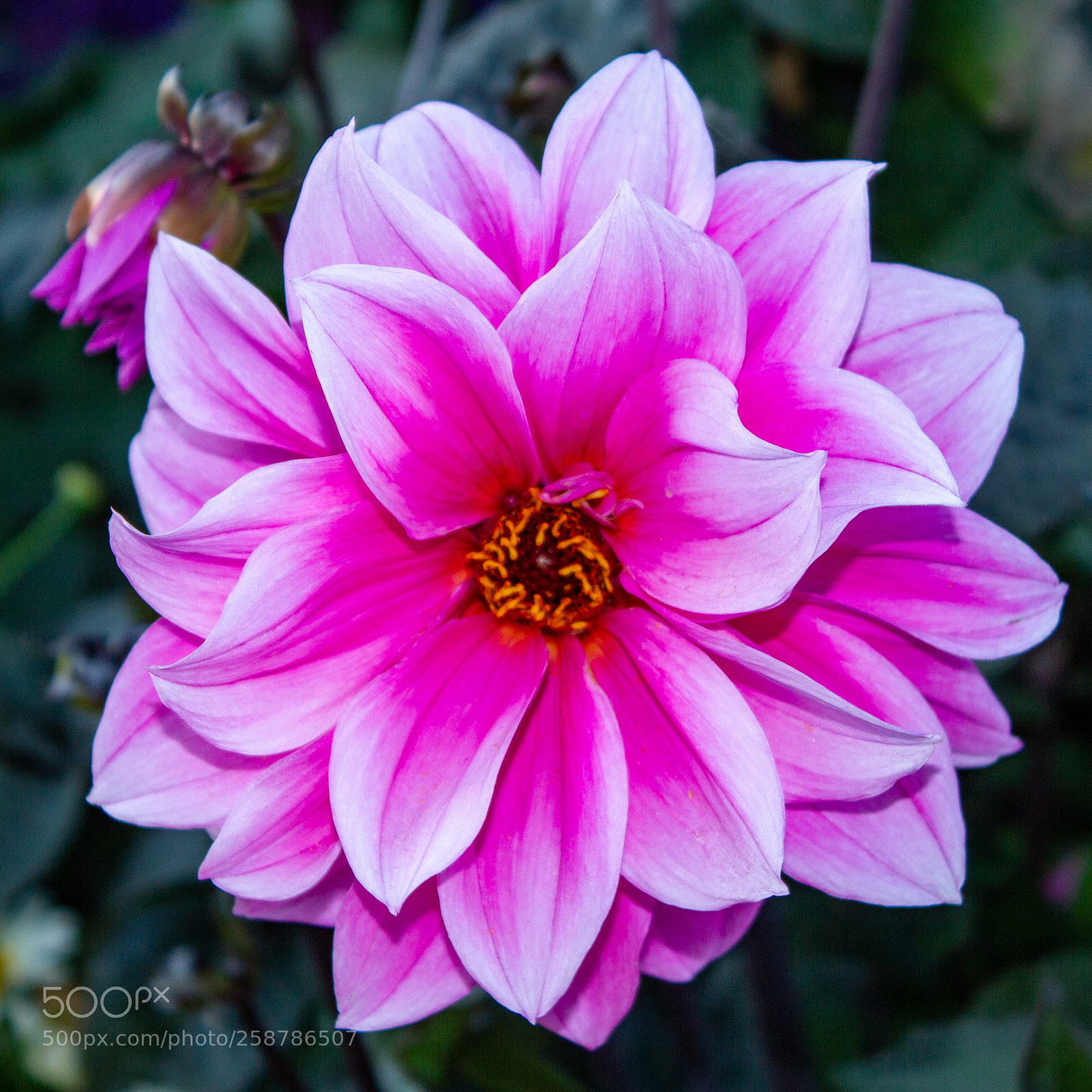 Canon EOS 7D sample photo. Pink dahlia photography