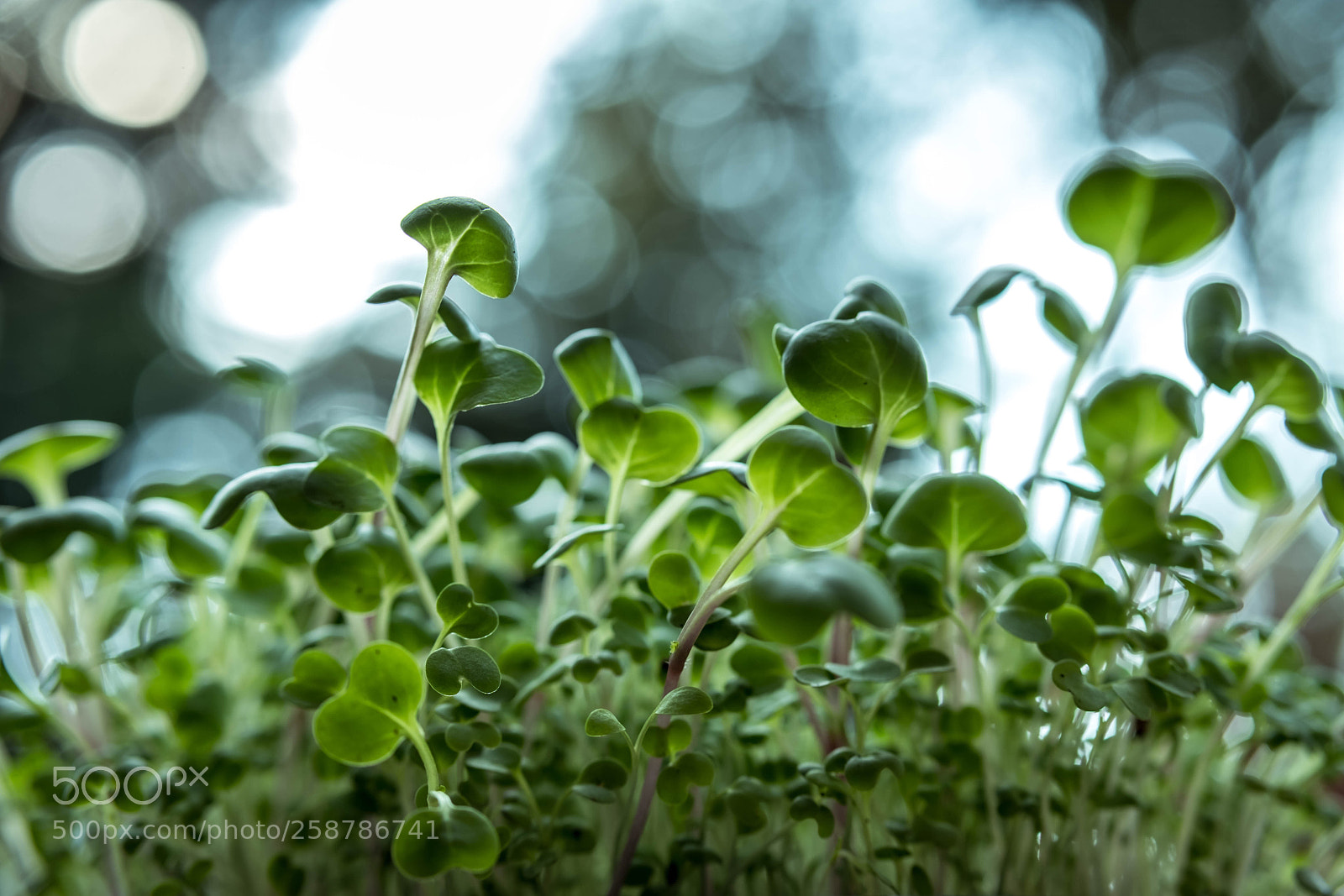 Fujifilm X-T2 sample photo. Microgreens photography