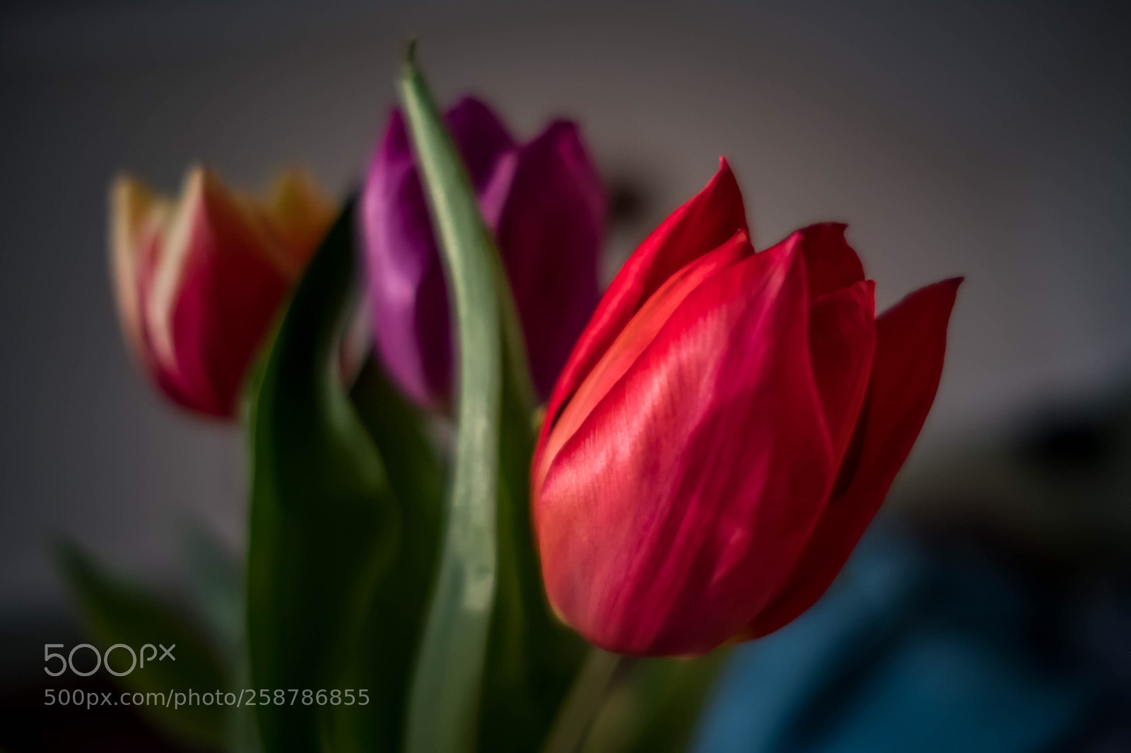 Fujifilm X-T2 sample photo. Tulips  photography