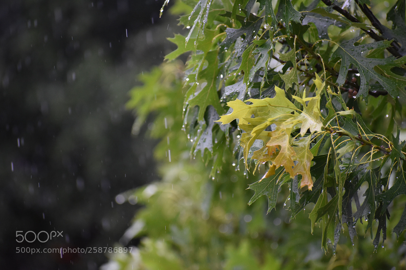 Nikon D3400 sample photo. Untitled photography