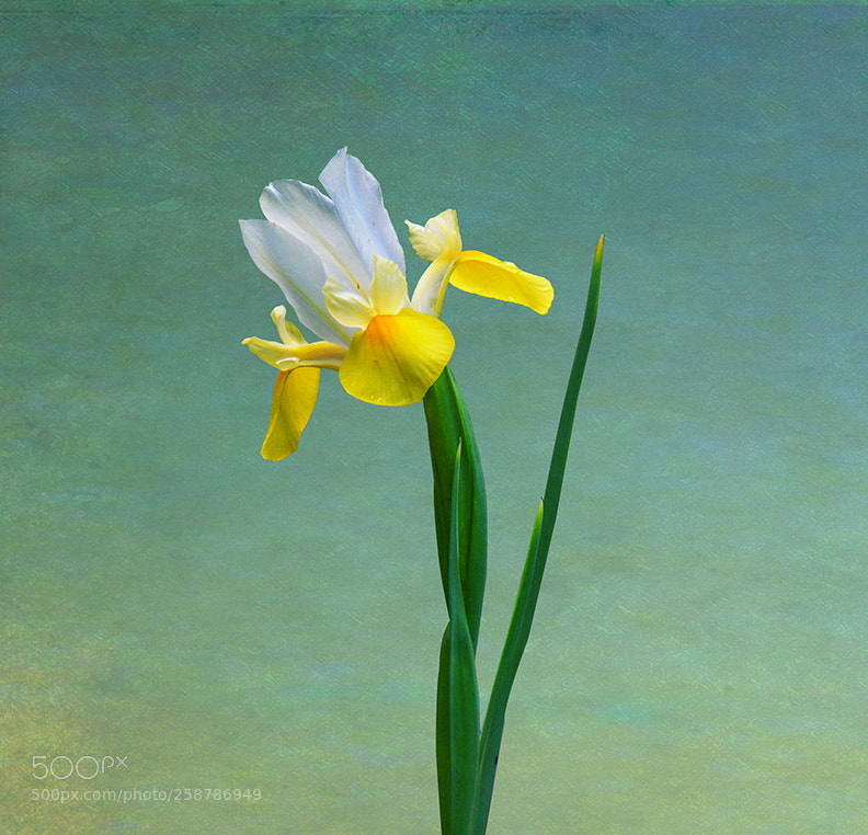 Nikon D7100 sample photo. Sunny day iris. photography