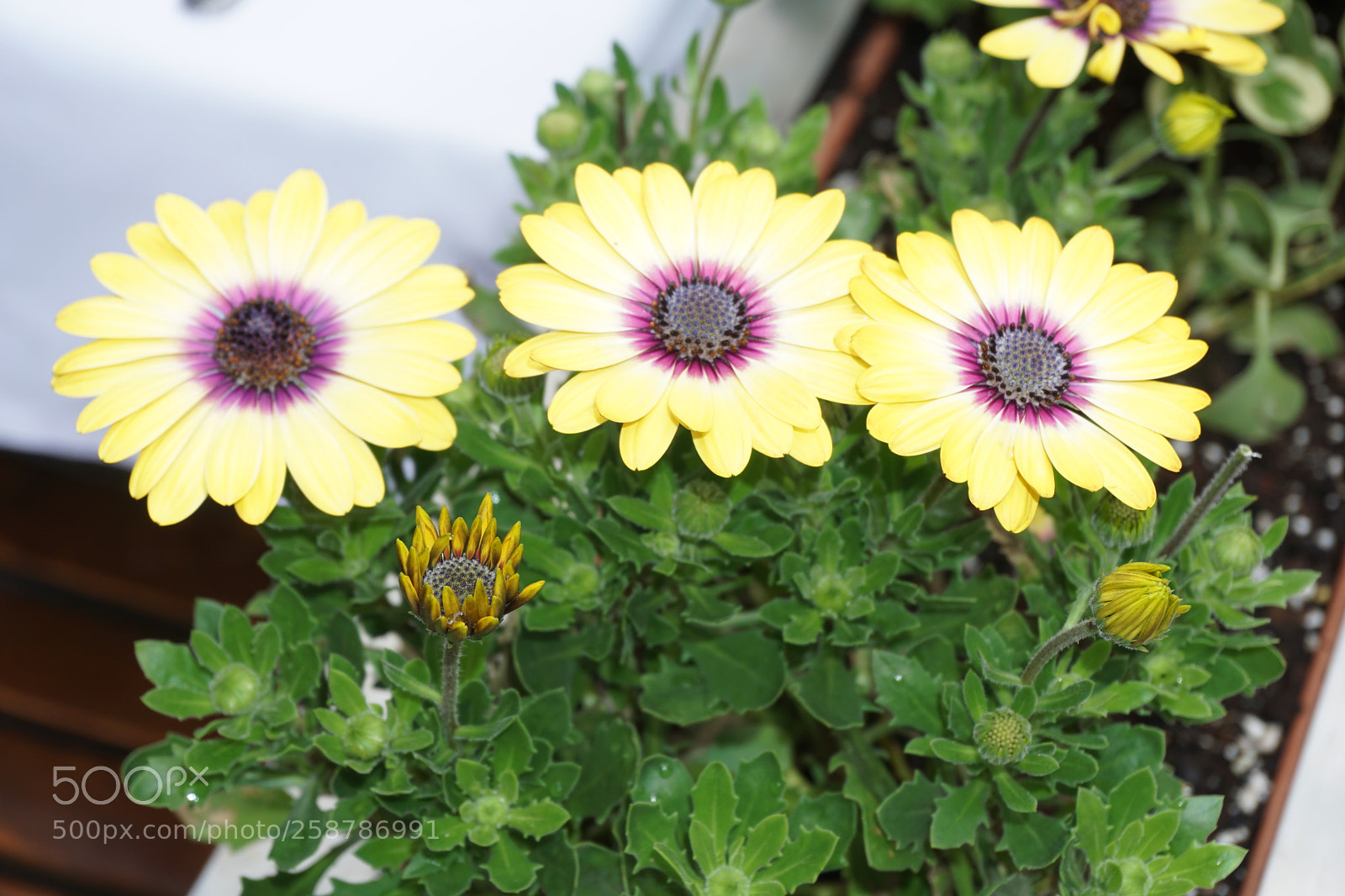 Sony a6000 sample photo. Flower photography