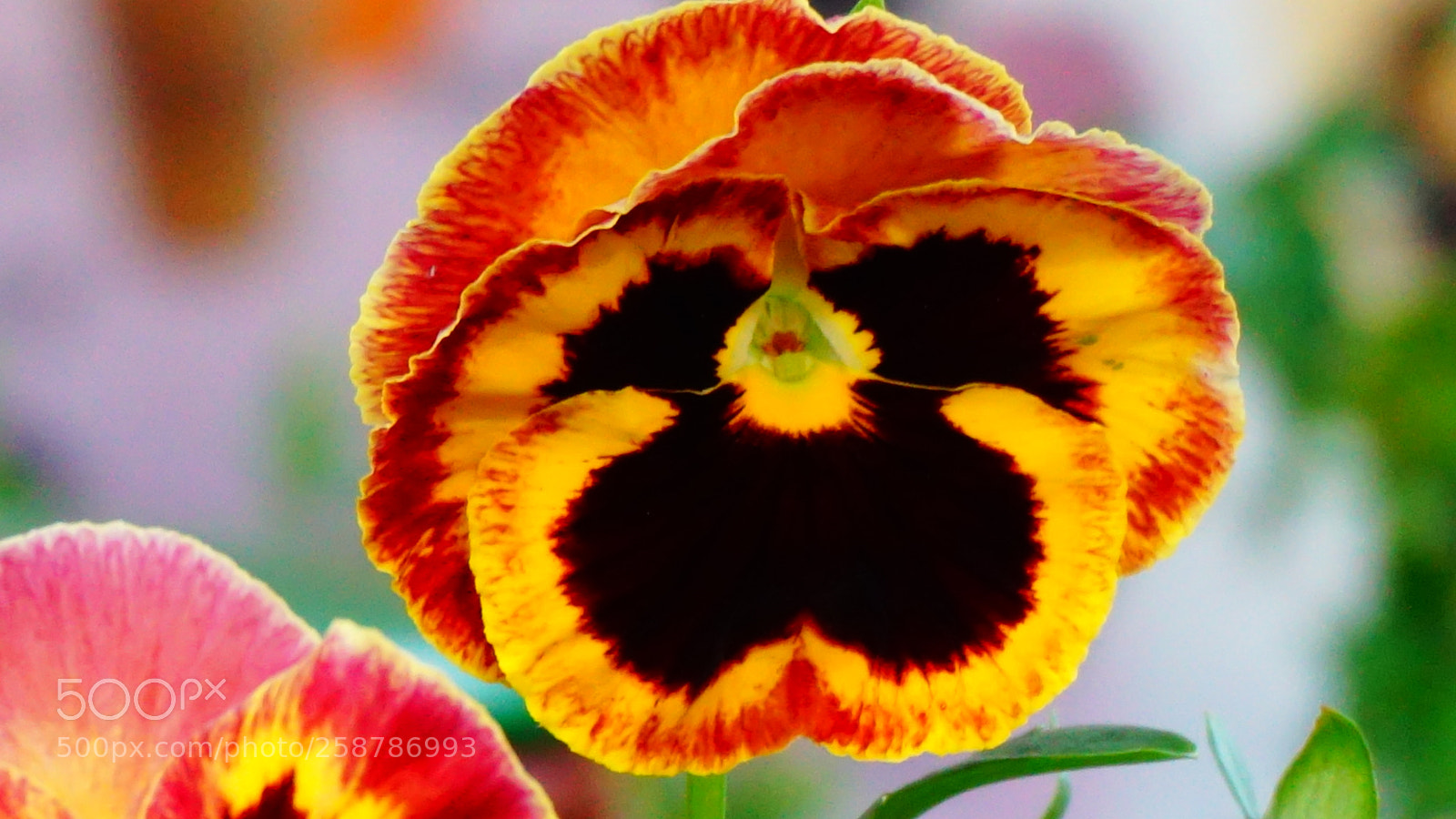 Sony a6000 sample photo. Flower photography